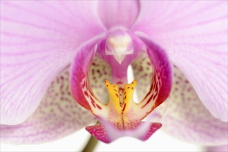 Butterfly orchid (Phalaenopsis), flower detail, houseplant, North Rhine-Westphalia, Germany, Europe