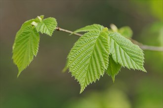 Hornbeam or hornbeam (Carpinus betulus), leaves in spring, North Rhine-Westphalia, Germany, Europe