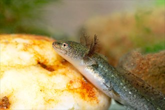 Newt (Caudata), larva on stony bottom, underwater photo in clear water, Germany, Europe