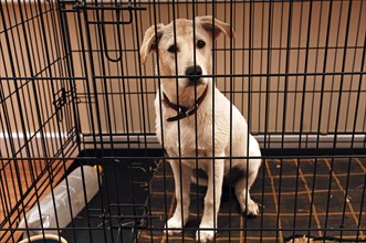 Young dog in a cage, Netherseal, South Derbyshire, England, Great Britain