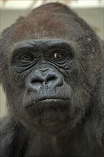 Western gorilla, great ape, (Gorilla gorilla gorilla), Nuremberg Zoo, Nuremberg, Middle Franconia,