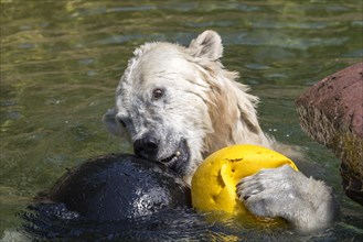 Polar bear (Ursus maritimus) playing with balls in the water, Nuremberg Zoo, Middle Franconia,