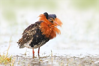Ruff (Philomachus pugnax), adult male in splendour plumage, standing in wet meadow, snipe birds,