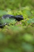 Alpine salamander (Salamandra atra), hidden in the moss, Hohenschwangau, Allgaeu, Bavaria