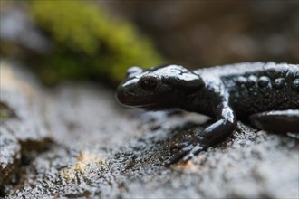 Alpine salamander (Salamandra atra), on damp stone, Hohenschwangau, Allgaeu, Bavaria
