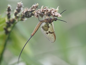 Dragonfly, rats, Styria, Austria, Europe