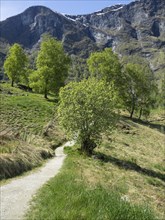A hiking trail leads through a green landscape with trees and mountains in the background under a