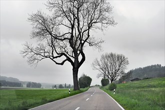 Country road with bare trees near fog, Allgaeu, Swabia, Bavaria, Germany, Europe