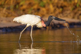 Jabiru (Jabiru mycteria) Pantanal Brazil