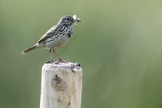 Meadow pipit (Anthus pratensis with insects in its beak), Emsland, Lower Saxony, Germany, Europe