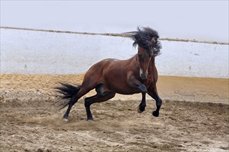 Andalusian, Andalusian horse, Antequera, Andalusia, Spain, Europe