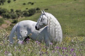 Arabian, horse, flower meadow, long mane