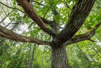 Old oak tree (Quercus), Sweden, Europe