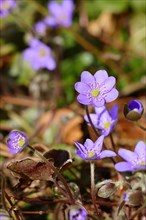 Liverwort (Hepatica nobilis), blue flowers in a forest, North Rhine-Westphalia, Germany, Europe