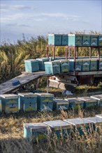 Stacked and lined up colourfully painted beehives, beekeeper, Kyrgyzstan, Asia