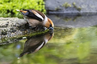 Hawfinch (Coccothraustes coccothraustes), drinking, Emsland, Lower Saxony, Germany, Europe