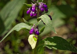 Common comfrey (Symphytum officinale)