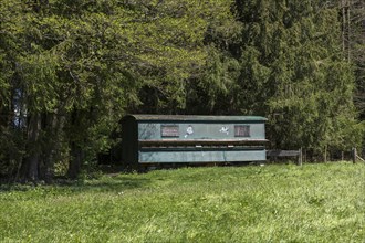 Mobile beehives at the edge of a forest, trailer, wagon, Allgaeu, Bavaria, Germany, Europe