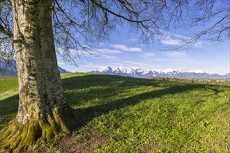Landscape with tree near Fuessen, Allgaeu Alps, beech, Allgaeu, Bavaria, Germany, Europe