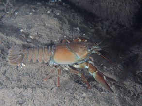Signal crayfish (Pacifastacus leniusculus), American crayfish, invasive species. Terlinden dive