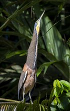 Bare-throated tiger heron (Tigrisoma mexicanum) sitting on a branch, making a long neck, behaviour,