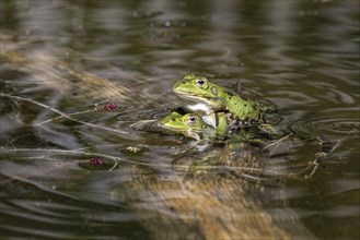 Green frogs (Rana esculenta), Emsland, Lower Saxony, Germany, Europe