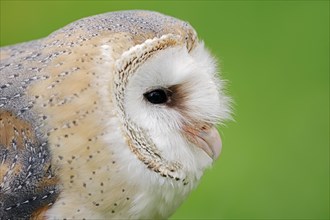 Barn owl (Tyto alba), portrait, captive, North Rhine-Westphalia, Germany, Europe