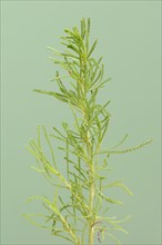 Green-leaved saintwort or olive herb (Santolina rosmarinifolia, Santolina viridis), medicinal