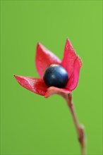 Japanese clerodendrum or Chinese clerodendrum (Clerodendrum trichotomum), fruiting stem, native to