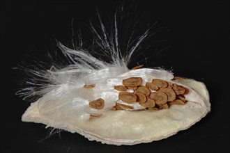 Common milkweed (Asclepias syriaca), fruit with flying seeds, ornamental plant, native to North