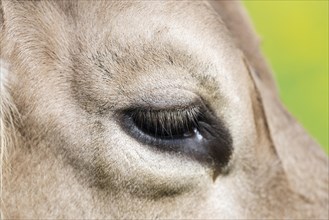 Eye of a cow, Allgaeuer Braunvieh, domestic cattle breed (Bos primigenius taurus), Allgaeu,