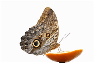 Banana butterfly or fat banana (Pale Owl) against a white background, captive, occurring in South
