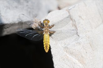 Broad-bodied chaser (Libellula depressa), female sitting in the sun on a stone, North
