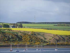 Sailboats on the water in front of a landscape of green fields, yellow flowers and hills under a