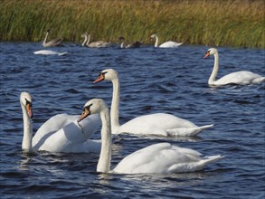 White swans swimming peacefully on a lake surrounded by grass and other water birds in the