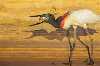 Jabiru (Jabiru mycteria) Pantanal Brazil