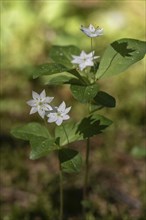 Chickweed wintergreen (Trientalis europaea), Emsland, Lower Saxony, Germany, Europe