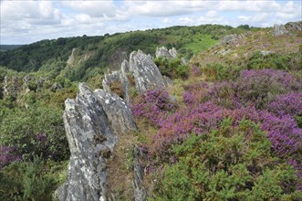 The Liscuis moor in Brittany