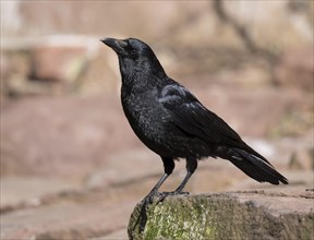 Carrion crow (Corvus corone) standing on a rock, Germany, Europe
