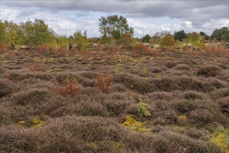 Wide autumn heath landscape with colourful bushes and cloudy sky, grasses and bushes with trees and