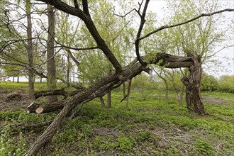 Nature, storm damaged tree, Province of Quebec, Canada, North America