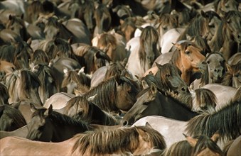 Duelmener, Duelmen horse, wild horse capture, Duelmen, North Rhine-Westphalia, Germany, Europe