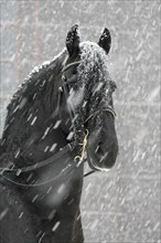 Friesian, Friesian horse