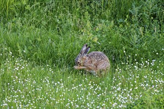 A brown hare (Lepus europaeus) sits in a green meadow surrounded by grass and wildflowers and