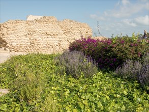Purple flowers and green plants in front of a crumbled stone wall under a blue sky with some