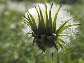 Common dandelion (Taraxacum), close-up with focus stacking, near Ratten, Styria, Austria, Europe