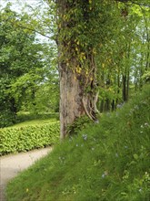 A large tree surrounded by green foliage and plants in a spring forest, small footpath among green