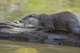 European otter (Lutra lutra) on an old tree trunk, captive, Germany, Europe