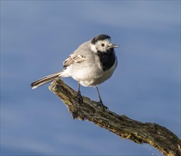 White wagtail (Motacilla alba), Lower Saxony, Germany, Europe