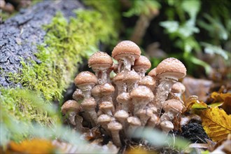 Honey fungus (Armillaria), large cluster of fruiting bodies next to a tree stump, Solingen, North